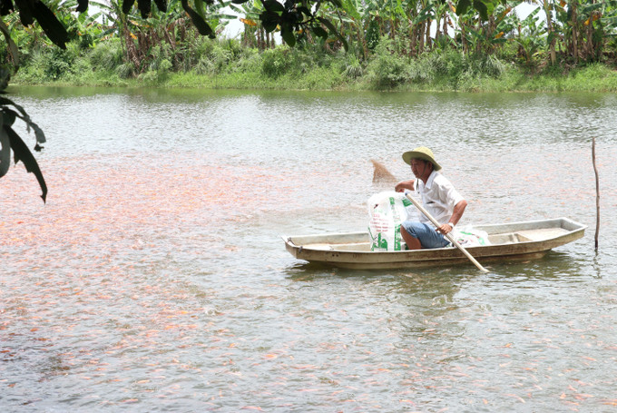 Nhờ nguồn vốn vay ưu đãi, ông Nguyễn Hoàng Na (phường Tân Hội, thành phố Vĩnh Long) có điều kiện đầu tư sản xuất nâng cao thu nhập. Ảnh: Lê Thúy Hằng - TTXVN Hành trình đưa tín dụng chính sách đến với người nghèo ở Vĩnh Long (Bài 1) ảnh 3