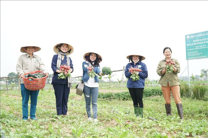 Mô hình du lịch xanh, du lịch nông nghiệp tại huyện Diễn Châu được nhiều bạn trẻ lựa chọn. Ảnh: Bích Huệ - TTXVN Để du lịch Nghệ An phát triển bền vững (Bài cuối) ảnh 1