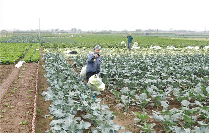 Nông dân xã Văn Đức thu hoạch rau bắp cải để cung cấp cho thị trường. Ảnh: Vũ Sinh – TTXVN Hà Nội rau xanh được mùa, nông dân có lãi ảnh 5