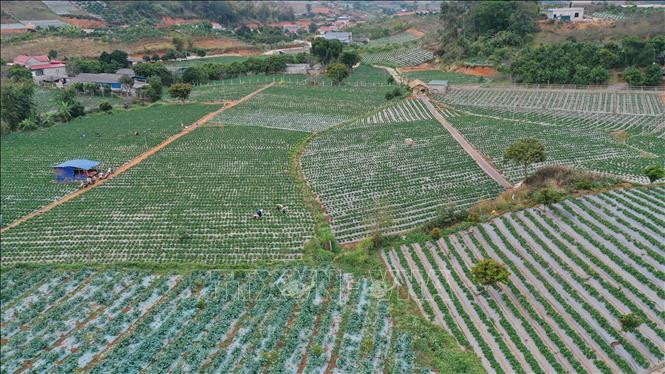 Vùng trồng dâu tây của các thành viên Hợp tác xã dâu tây Xuân Quế, xã Cò Nòi có diện tích hơn 12 ha, tổng sản lượng đạt 300 tấn/năm. Ảnh: Hữu Quyết - TTXVN Thu trên 10 triệu đồng mỗi ngày từ trồng dâu tây ở Cò Nòi ảnh 1