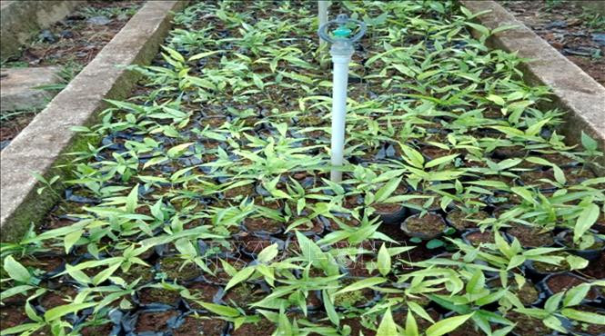 Thanh Hóa nhân giống thành công 7.600 cây rau Sắng quý ảnh 2 Thanh Hóa nhân giống thành công 7.600 cây rau Sắng quý ảnh 2