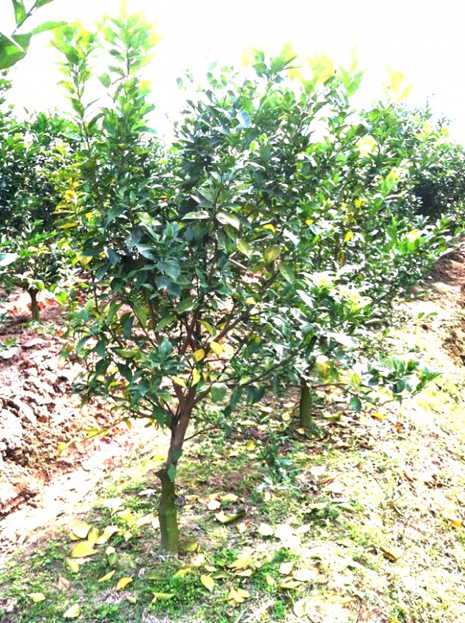 Biểu hiện nhiễm bệnh vàng lá thối rễ của vườn cam, quýt. Ảnh: nongnghiep.vn Cứu cây cam khỏi bệnh vàng lá, thối rễ ảnh 1