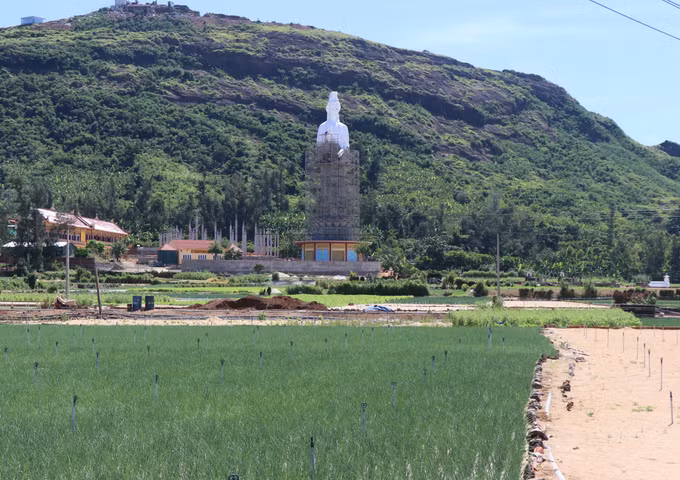 Nâng cao giá trị và thương hiệu cho tỏi Lý Sơn ảnh 1