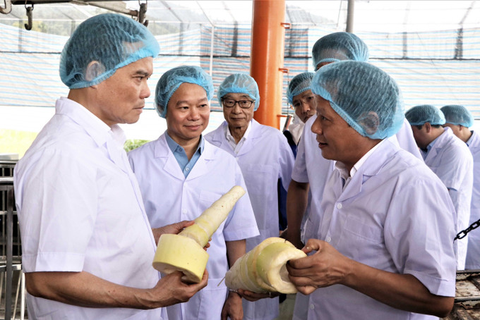Phó thủ tướng Trần Lưu Quang thăm khu thu mua và chế biến măng của công ty Yamazaky Việt Nam tại huyện Trấn Yên. Ảnh: Việt Dũng - TTXVN Phó Thủ tướng Trần Lưu Quang: Cần đầu tư có trọng tâm, trọng điểm các Chương trình mục tiêu quốc gia ảnh 3