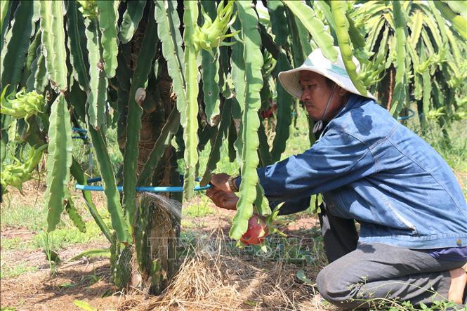 Người dân xã Tiến Thành, thành phố Phan Thiết, sử dụng hệ thống tưới phun sương tự động dưới gốc thanh long giúp tiết kiệm nước. Ảnh: Nguyễn Thanh - TTXVN Nông dân Bình Thuận đào ao, xây bể tích trữ nước để ứng phó với hạn hán ảnh 4