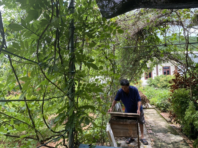 Vườn mẫu của gia đình ông Trần Nhân Hậu ở thôn Đô Hành, xã Mỹ Lộc, huyện Can Lộc, Hà Tĩnh cho thu nhập trên 100 triệu đồng mỗi năm. Ảnh: Hoàng Ngà – TTXVN Những gam màu mới ở vùng “túi bom” Đồng Lộc ảnh 4