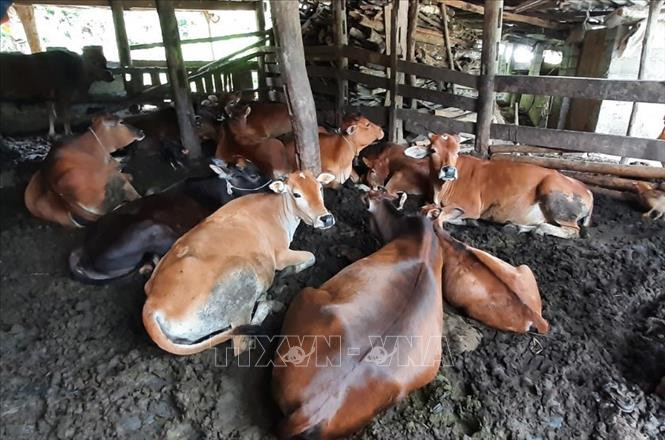 Nhiều hộ vẫn để trâu bò nằm trong nền chuồng ẩm ướt, lạnh giá, dễ phát sinh dịch bệnh. Ảnh: Quốc Đạt - TTXVN Cao Bằng: Bảo vệ đàn gia súc trước thời tiết giá lạnh ảnh 1