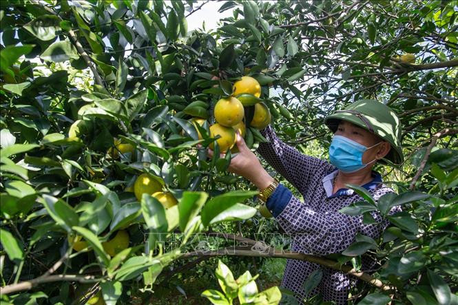 Thu hoạch cam Cao Phong. Ảnh: Trọng Đạt - TTXVN Hòa Bình hỗ trợ nông dân tiêu thụ hết sản phẩm cây ăn quả có múi ảnh 2