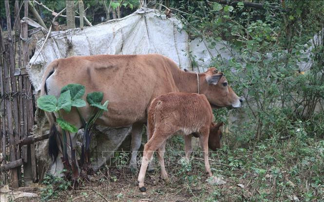 Bò của người dân xóm Bản Khoòng, xã Lý Quốc, huyện Hạ Lang bị nhiễm bệnh viêm da nổi cục. Ảnh: Chu Hiệu - TTXVN Cao Bằng tăng cường phòng, chống bệnh viêm da nổi cục ở đàn trâu bò ảnh 1