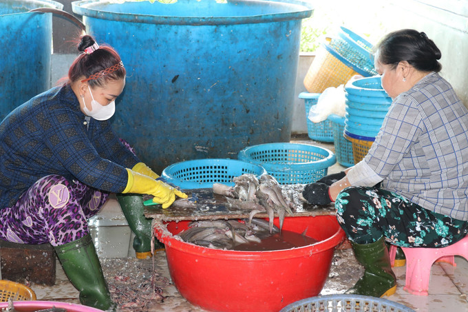 Xử lý cá tươi trước khi đem ra phơi thành phẩm. Ảnh: Hữu Chí – TTXVN Người dân vùng biển tăng thu nhập từ chế biến cá khô ảnh 3