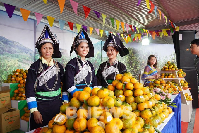 Đặc sản quýt Mường Khương. Ảnh: Thành Trung - TTXVN Phủ xanh đất đồi kém hiệu quả ở Mường Khương ảnh 1