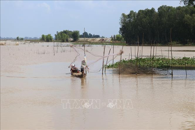 Chài bắt cá đồng của ngư dân vùng biên giới huyện Tân Hồng. Ảnh: Nguyễn Văn Trí - TTXVN Làng nghề khô cá khan hiếm nguồn cá đồng ảnh 2