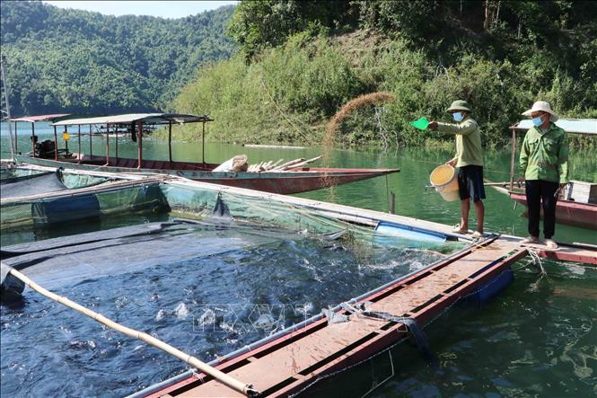Anh Phạm Đức Tình tại xã Tà Mít (Tân Uyên, Lai Châu) chăm sóc cá lăng. Ảnh: Nguyễn Oanh - TTXVN Người nuôi thủy sản Lai Châu gặp khó đầu ra ảnh 1