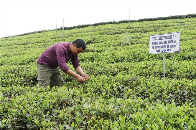 Cán bộ kỹ thuật của HTX chè Thịnh An (Thái Nguyên) kiểm tra sâu bệnh của vùng chè thâm canh theo tiêu chuẩn Viegap. Ảnh: Hoàng Nguyên -TTXVN Thái Nguyên tìm giải pháp phát triển bền vừng cây chè ảnh 1