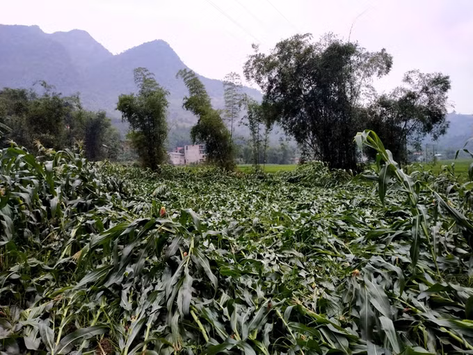Bắc Kạn: Mưa to kèm giông lốc gây ảnh hưởng đời sống và sản xuất ảnh 1