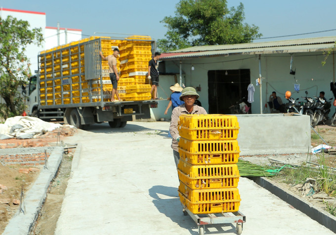 Công nhân vận chuyển gà đẻ trứng để nuôi tại trang trại khép kín. Ảnh: Đinh Văn Nhiều-TTXVN Mô hình chăn nuôi gia cầm khép kín cho hiệu quả kinh tế cao của ông Trần Văn Tường ảnh 3