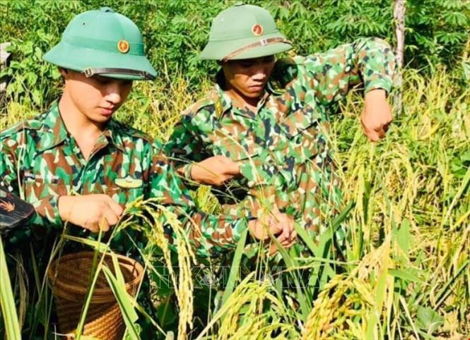 Cán bộ, chiến sĩ Đồn Biên phòng Ia O (huyện Ia Grai, Gia Lai) hỗ trợ thu hoạch lúa rẫy cùng bà con vùng biên giới. Ảnh: TTXVN Tô thắm sắc xanh nơi biên giới Gia Lai ảnh 1