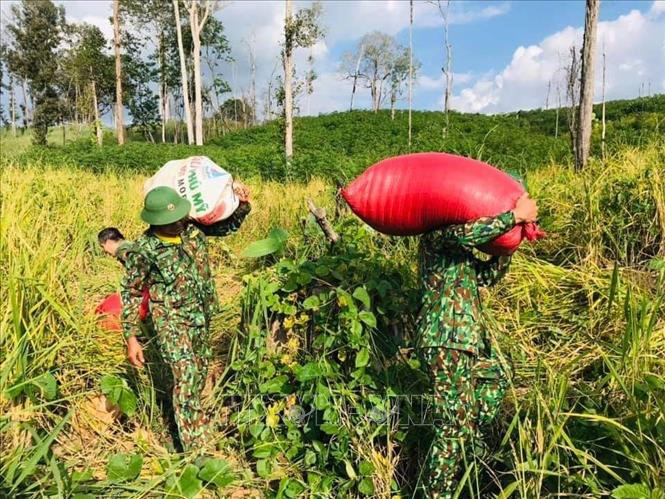 Cán bộ, chiến sĩ Đồn Biên phòng Ia O (huyện Ia Grai, Gia Lai) hỗ trợ thu hoạch lúa rẫy cùng bà con vùng biên giới. Ảnh: TTXVN phát Tô thắm sắc xanh nơi biên giới Gia Lai ảnh 4
