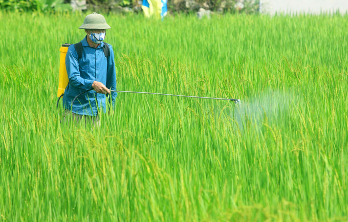 Nông dân huyện Vũ Thư (Thái Bình) phun thuốc phòng trừ sâu bệnh trên lúa. Ảnh: Thế Duyệt – TTXVN Bắc Bộ tăng cường giám sát chặt chẽ dịch hại phát sinh trên lúa ảnh 1