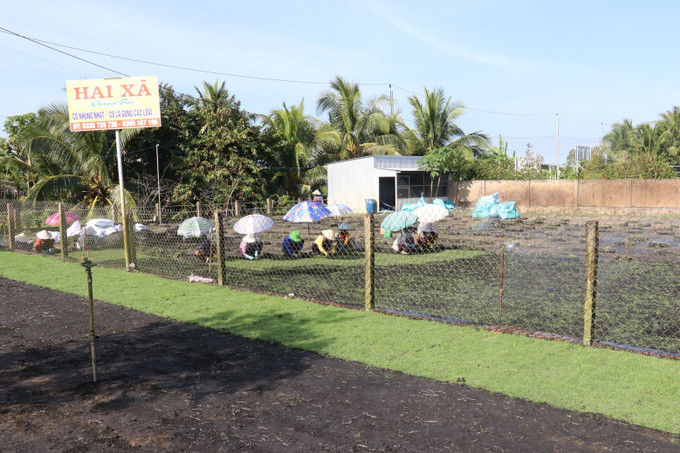 Trồng cỏ nhung ở xã Tân Khánh Đông, thành phố Sa Đéc. Ảnh: Nguyễn Văn Trí - TTXVN Trồng cỏ nhung cho lãi cao ở Sa Đéc ảnh 2