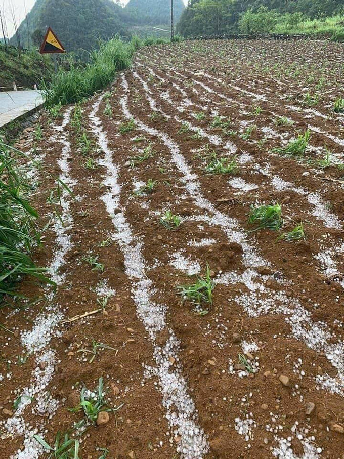 Cánh đồng ngô ở xã Tổng Cọt, huyện Hà Quảng rải đầy đá trắng. Ảnh: TTXVN Cao Bằng: Xuất hiện mưa đá tại một số xã vùng cao ảnh 3