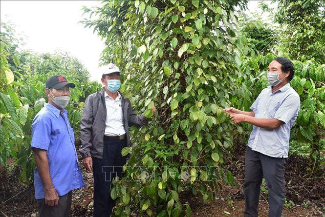 Huyện Đắk R’lấp (Đắk Nông) quyết tâm biến nông nghiệp thành "mũi nhọn", chú trọng đầu tư phát triển sản xuất theo hướng hữu cơ bền vững. Ảnh: Nguyên Dung-TTXVN Đắk Nông nghiên cứu các chính sách, chương trình đặc thù cho hộ nghèo là người đồng bào dân tộc thiểu số ảnh 1