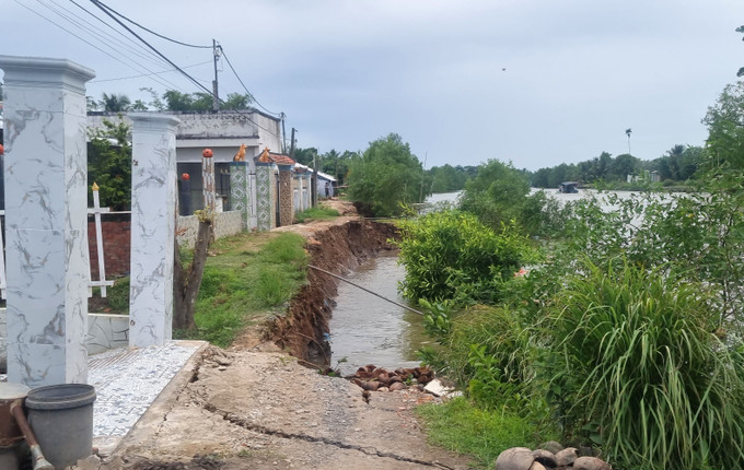 Khu vực sạt lở đê bao dọc sông Cái Cao qua ấp Phú An, xã Phú Đức, huyện Long Hồ, tỉnh Vĩnh Long. Ảnh: Lê Thúy Hằng - TTXVN Vĩnh Long: Sạt lở bờ sông ảnh hưởng đến đời sống người dân ảnh 2