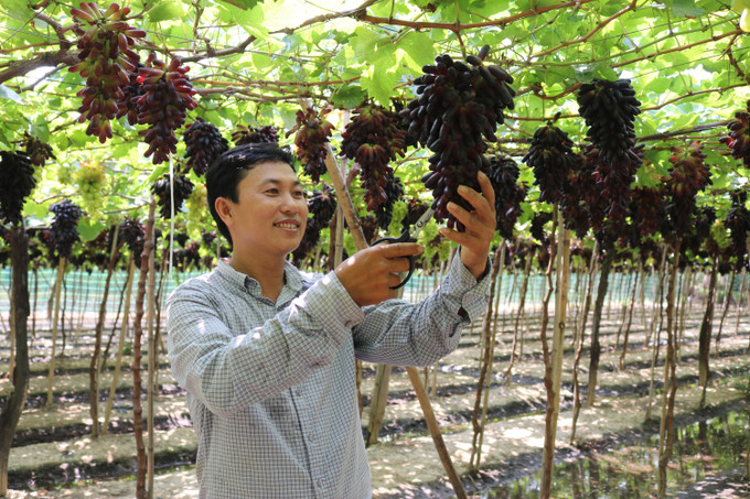 Vườn nho ngón tay đen không hạt của Anh Nguyễn Đình Trí (xã Nhơn Sơn, huyện Ninh Sơn, Ninh Thuận). Ảnh: Nguyễn Thành – TTXVN Đến Ninh Sơn trải nghiệm du lịch sinh thái nông nghiệp ảnh 3