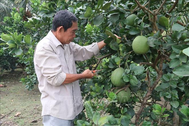 Ông Đỗ Văn Xinh xã Tân Mỹ Chánh, thành phố Mỹ Tho (Tiền Giang) đang chăm sóc vườn bưởi da xanh. Ảnh: Minh Trí - TTXVN Bưởi da xanh được giá ở Tiền Giang ảnh 1
