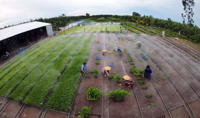 Cà Mau: Phát triển kinh tế lâm nghiệp xứng tầm ảnh 1