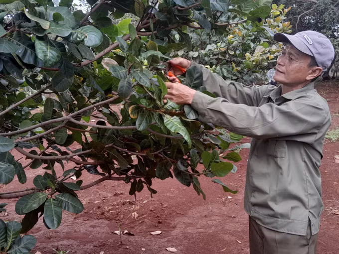 Ông Nguyễn Văn Luân làm giàu từ nông nghiệp sạch ảnh 2