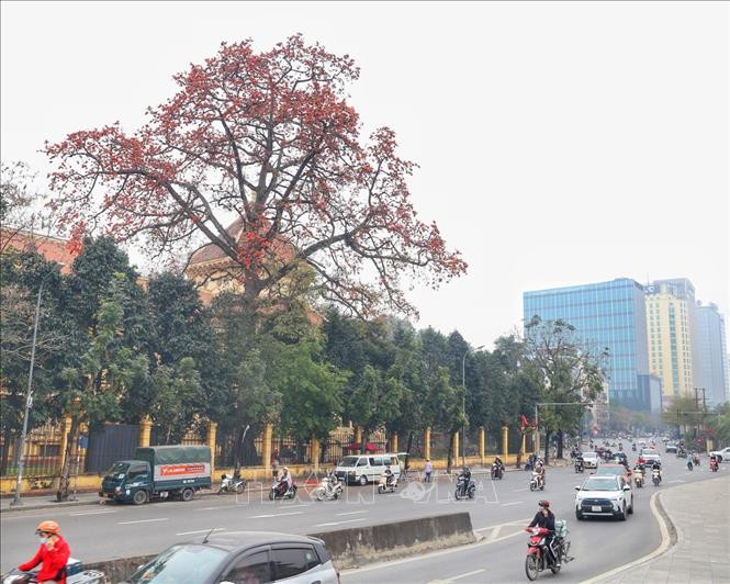 Cây hoa gạo rực rỡ một góc đường Trần Quang Khải. Ảnh: Tuấn Đức - TTXVN Cơ hội mới cho du lịch (Bài 1) ảnh 4