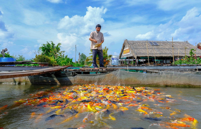 Ông Lý Văn Bon (Bảy Bon) nuôi cá chép Koi để làm du lịch ở cồn Sơn, thành phố Cần Thơ. Ảnh: Thanh Liêm - TTXVN Mô hình 3D về loài cá hiếm giúp quảng bá du lịch Cồn Sơn ảnh 2