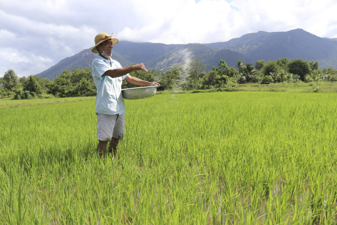 Đồng bào Raglai ở xã Phước Chính, huyện Bác Ái (Ninh Thuận) chăm sóc lúa theo mô hình liên kết sản xuất với hợp tác xã ở địa phương. Ảnh: Nguyễn Thành - TTXVN Liên kết vùng - tăng sức mạnh hợp tác xã ảnh 2