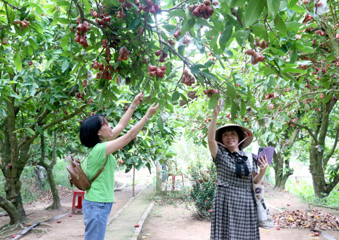 Khách tham quan vườn trái cây Bi Bo, huyện Long Hồ, tỉnh Vĩnh Long. Ảnh: Lê Thúy Hằng - TTXVN Trải nghiệm sông nước miệt vườn và nét đặc trưng của quê hương Vĩnh Long ảnh 1