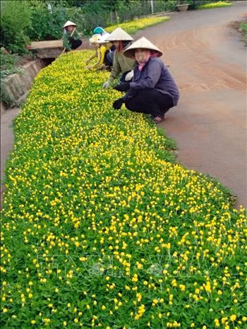 Những hoạt động, mô hình hiệu quả của phụ nữ Gia Lai chung sức xây dựng nông thôn mới ảnh 2