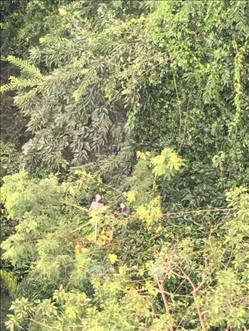 Lần đầu tiên xuất hiện các đàn Vooc Chà vá chân đen tại Khu du lịch Quốc gia Núi Bà Đen ảnh 2