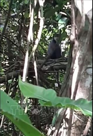 Lần đầu tiên xuất hiện các đàn Vooc Chà vá chân đen tại Khu du lịch Quốc gia Núi Bà Đen ảnh 1