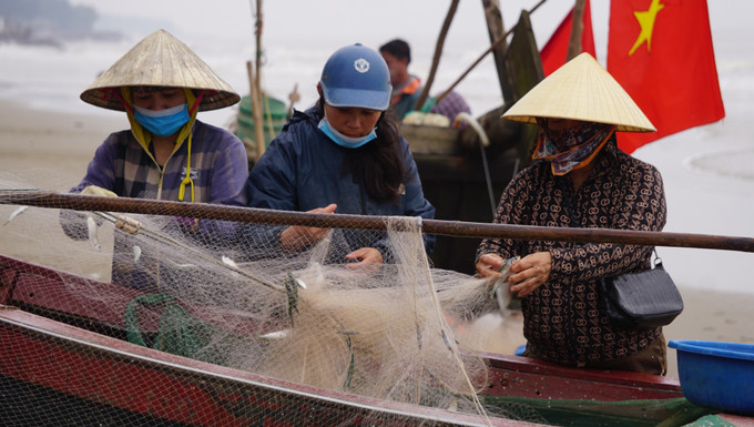 Nhiều lao động địa phương cũng có việc làm thêm từ việc gỡ và phân loại cá trích. Ảnh: Hoa Mai - TTXVN Ngư dân Thanh Hóa được mùa cá trích ảnh 3