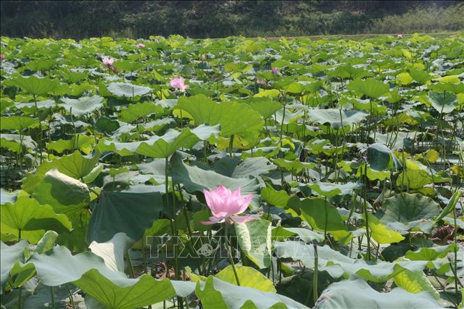 Hợp tác xã nông nghiệp Sen quê Bác trồng 65 giống sen khác nhau trên diện tích 120ha vừa mang lại giá trị kinh tế cao vừa phục vụ du lịch. Ảnh: Bích Huệ - TTXVN Phát triển cây sen gắn với du lịch ở xã Kim Liên ảnh 1