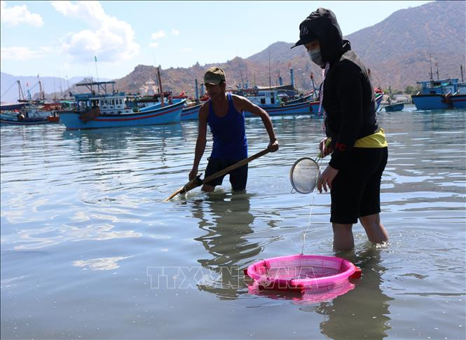 Ngư dân huyện Ninh Hải, Ninh Thuận khai thác cá dìa giống. Ảnh: Nguyễn Thành – TTXVN Ngư dân Ninh Thuận được mùa khai thác cá dìa giống ảnh 3