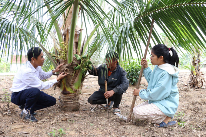 Mô hình trồng dừa của gia đình anh Đinh HMit, làng Lợk, xã Nghĩa An, huyện K'bang (Gia Lai) cũng đang từng bước giúp anh vươn lên thoát nghèo. Ảnh: Hồng Điệp - TTXVN Nhiều mô hình giúp người dân tộc ở K'bang phát triển kinh tế gia đình ảnh 4