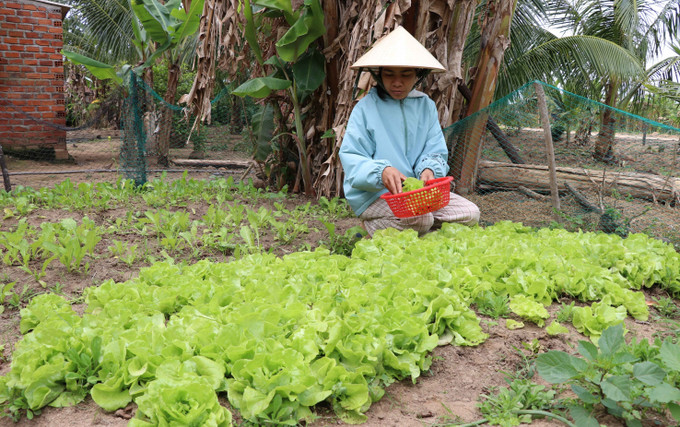 Vợ anh Đinh HMit, làng Lợk, xã Nghĩa An, huyện K'bang cũng đang giúp gia đình từng bước vươn lên thoát nghèo nhờ mô hình trồng rau, la ghim. Ảnh: Hồng Điệp -TTXVN Nhiều mô hình giúp người dân tộc ở K'bang phát triển kinh tế gia đình ảnh 6