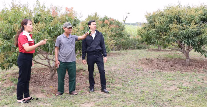 Nhiều mô hình giúp người dân tộc ở K'bang phát triển kinh tế gia đình ảnh 3