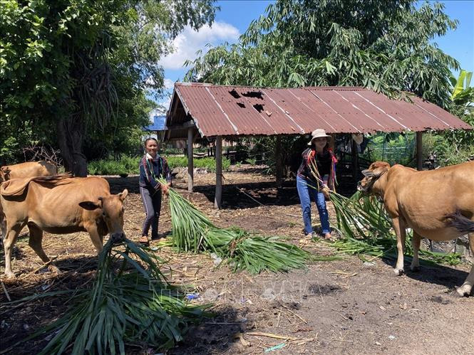 Phú Yên hỗ trợ đồng bào dân tộc thiểu số thoát nghèo ảnh 1 Phú Yên hỗ trợ đồng bào dân tộc thiểu số thoát nghèo ảnh 1
