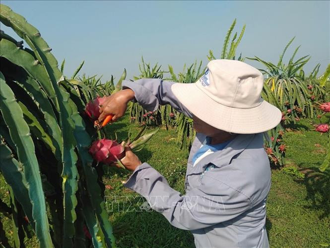 Chăm sóc thanh long Bình Thuận. Ảnh: TTXVN Diện tích thanh long Bình Thuận giảm gần 1.000 ha ảnh 1