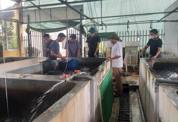 Kỹ thuật viên của Trung tâm Khuyến nông hướng dẫn các hộ kỹ thuật nuôi ghép cá chép. Ảnh: baohungyen.vn Giá trị kinh tế cao từ mô hình nuôi ghép cá trắm cỏ ở Hưng Yên ảnh 1