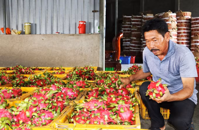 Thanh long cuối mùa giá cao gấp 3 lần cùng kỳ năm trước ảnh 1