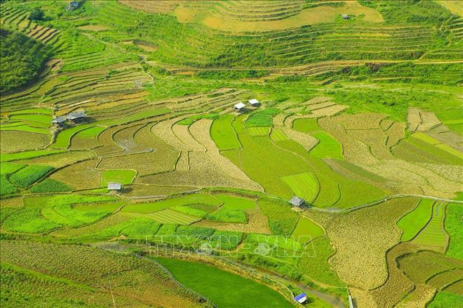 Những thửa ruộng bậc thang xanh màu lúa trải dài phủ khắp các triền núi. Ảnh: Phan Tuấn Anh - TTXVN Vẻ đẹp vùng cao Tây Bắc ảnh 11