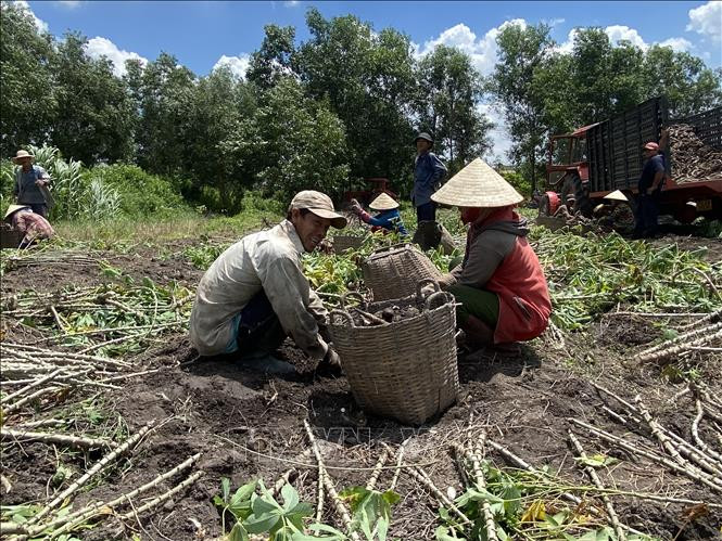 Thu hoạch sắn tại xã Phước Ninh, huyện Dương Minh Châu, tỉnh Tây Ninh. Ảnh: Lê Đức Hoảnh - TTXVN Nông dân trồng sắn Tây Ninh lãi 40 - 50 triệu đồng/ha ảnh 1